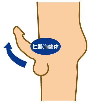 勃起とは3