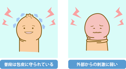 普段は包皮に守られている 外部からの刺激に弱い